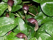 Arisarum vulgare (Cobra Lily)